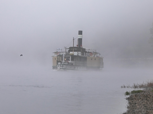 Der Dampfer Pillnitz kommt auf der Elbe aus dem plötzlich aufgetretenen Nebel gefahren. Es ist stark nebelig, man kann keinen Hintergrund erkennen, nur ein kleines Stück Ufer.