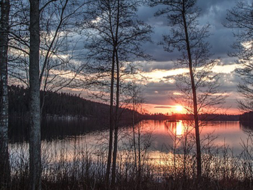 Elbinselthriller Sunset under a heavily overcast sky, photographed through a sparse forest. The image appears dark and mystical.