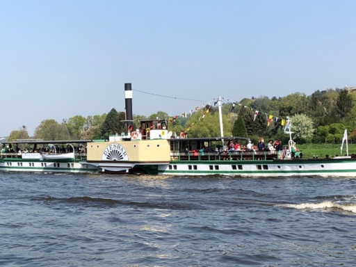 Der Dampfer Diesbar fährt mit Wimpeln geschmückt auf der Elbe. Im Hintergrund stehen Laub- und Nadelbäume in verschiedenen Grüntönen.