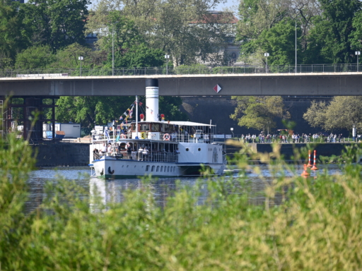 Ein Dampfer fährt durch die Carolabrücke stromauf. Er ist mit Wimpeln geschmückt. Im Hintergrund stehen Menschen am Ufer. Es ist sonnig, im Vordergrund sind grüne Büsche zu sehen.